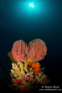 Coral Bouquet-Weda Bay ,Halmahera Island by Richard Goluch 